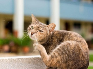 Блохи у домашней кошки. Методы борьбы с ними