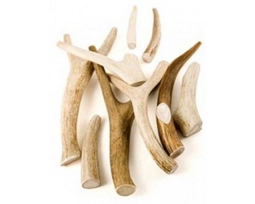 Рога оленя XS