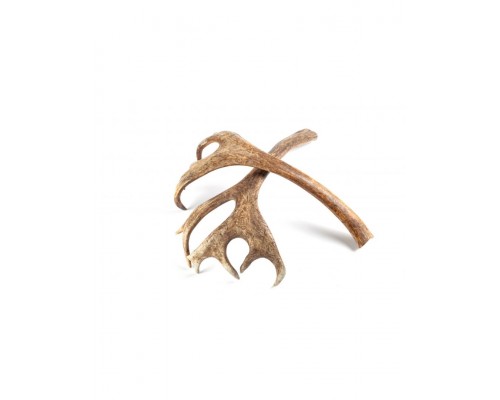 Рог северного оленя L