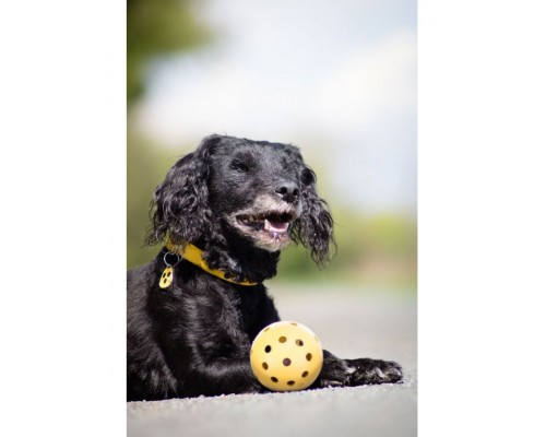 Мячик с дырочками и колокольчиком для слабовидящих и слепых собак