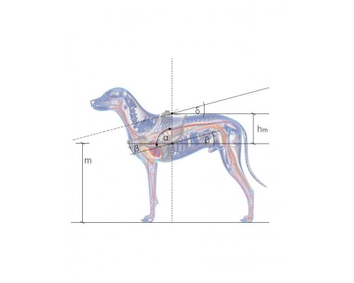 Шлейка для собак IDC-Powerharness красный