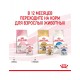 Kitten Jelly кусочки в желе для котят в период второй фазы роста в возрасте до 12 месяцев