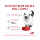 Kitten Jelly кусочки в желе для котят в период второй фазы роста в возрасте до 12 месяцев