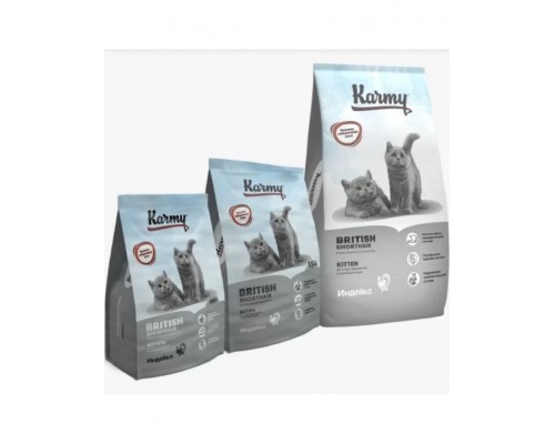 British Shorthair Kitten для котят породы британская короткошерстная, индейка